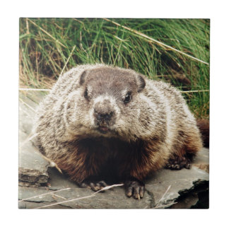 Groundhog Tile