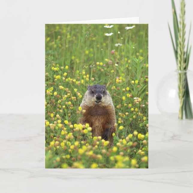 Groundhogs Rule Card (Front)