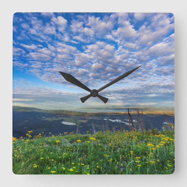 Groundsel Wildflowers in the Swan Range Square Wall Clock (Front)