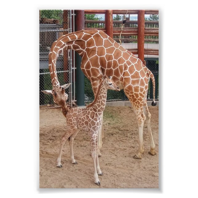 Group 4X6 Print #8 (Front)