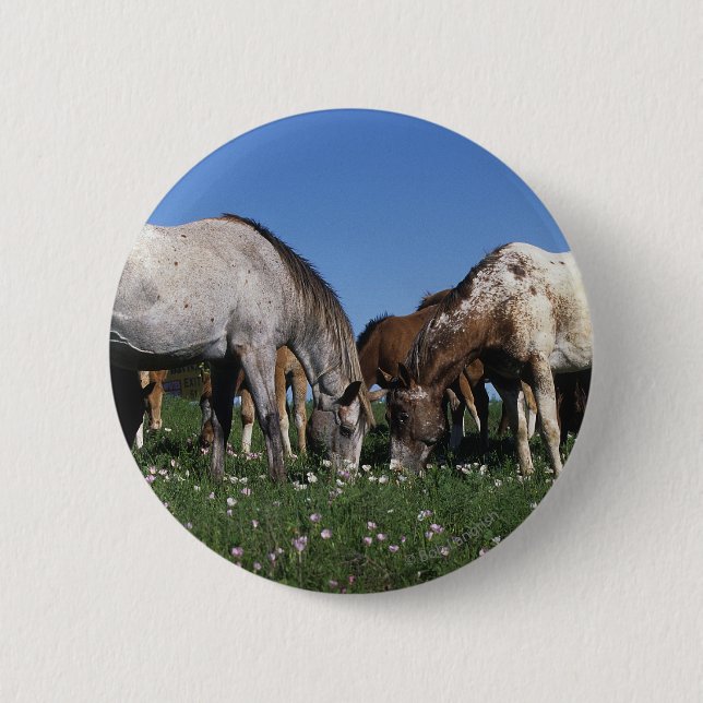 Group of Appaloosa Horses Grazing 2 Inch Round Button (Front)