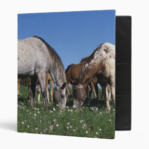 Group of Appaloosa Horses Grazing Binder