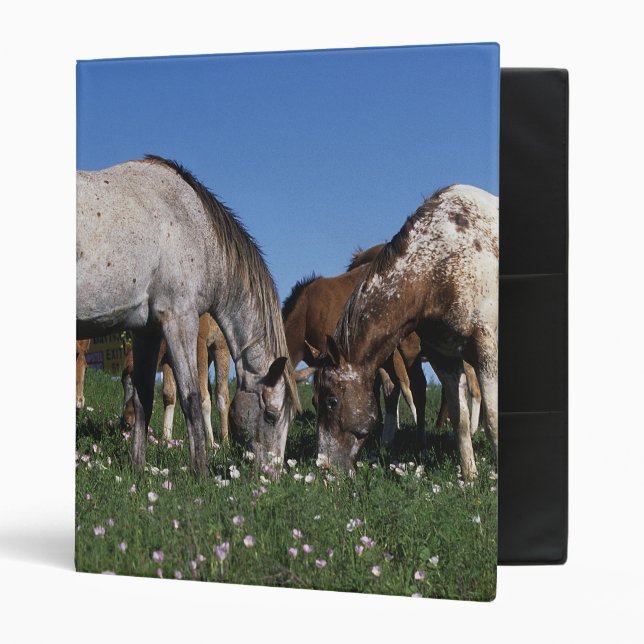Group of Appaloosa Horses Grazing Binder (Front/Inside)