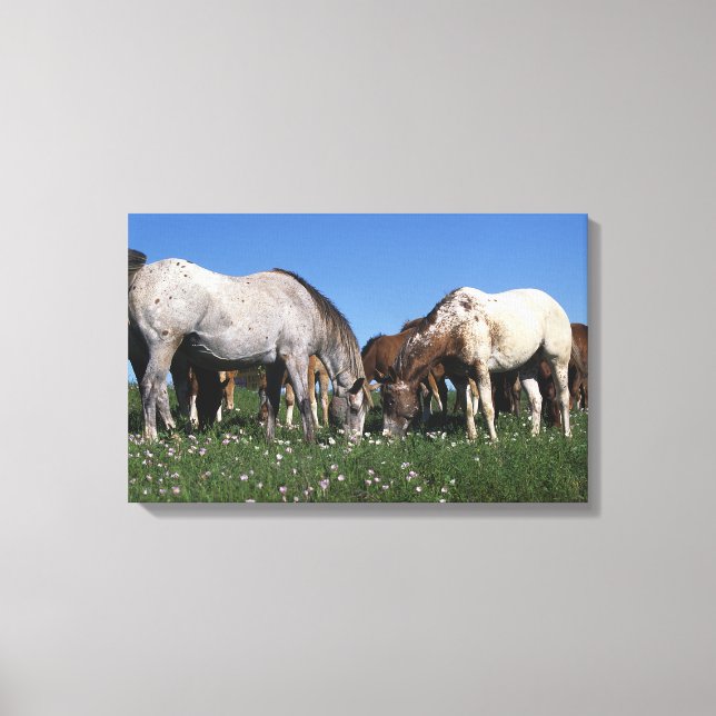 Group of Appaloosa Horses Grazing Canvas Print (Front)
