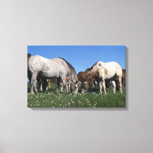 Group of Appaloosa Horses Grazing Canvas Print