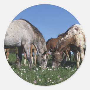 Group of Appaloosa Horses Grazing Classic Round Sticker