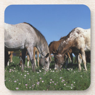 Group of Appaloosa Horses Grazing Coaster