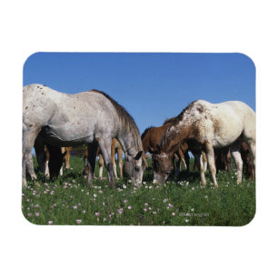 Group of Appaloosa Horses Grazing Magnet