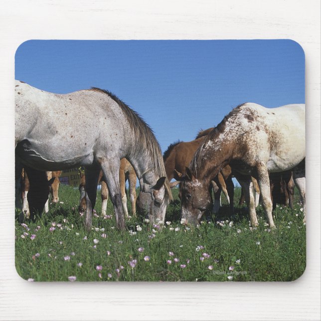 Group of Appaloosa Horses Grazing Mouse Pad (Front)