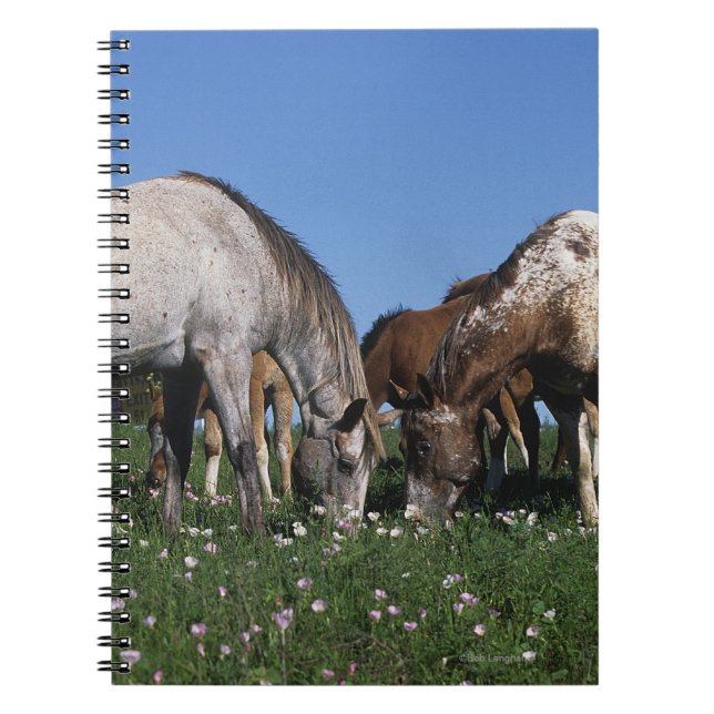 Group of Appaloosa Horses Grazing Notebook (Front)
