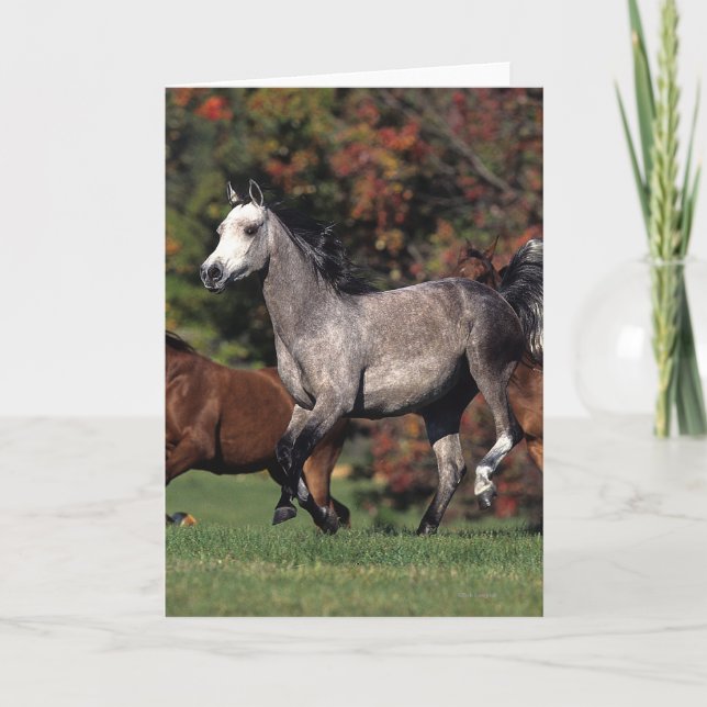 Group of Arab Horses Running Card (Front)