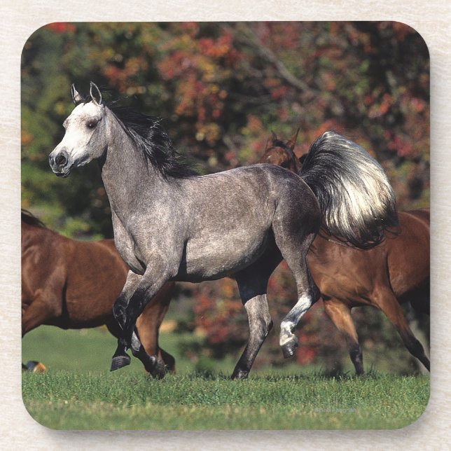 Group of Arab Horses Running Coaster (Front)