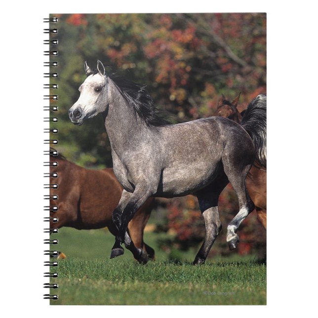 Group of Arab Horses Running Notebook (Front)