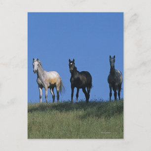 Group of Arabs Postcard