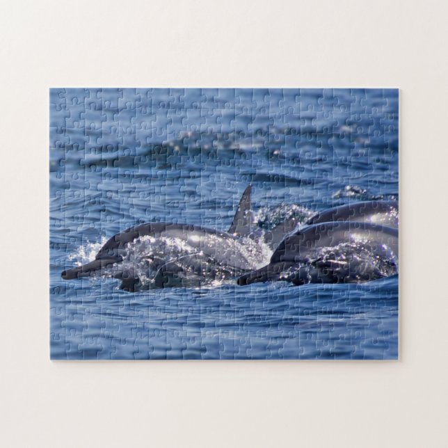 Group of bottlenose dolphins - Oman Jigsaw Puzzle (Horizontal)