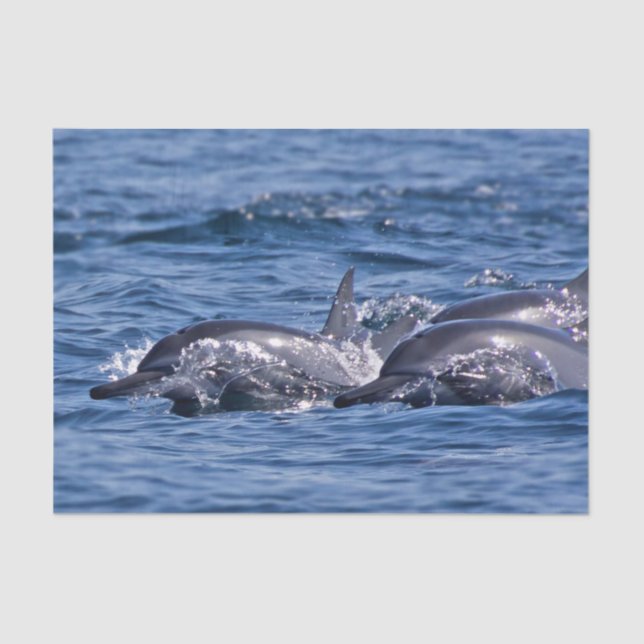 Group of bottlenose dolphins - Oman Tissue Paper (Front)