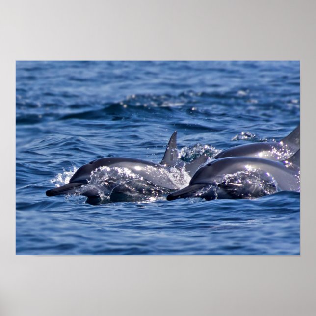 Group of bottlenose dolphins poster (Front)