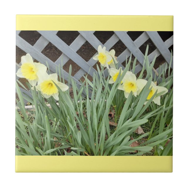 Group of Daffodils Tile (Front)