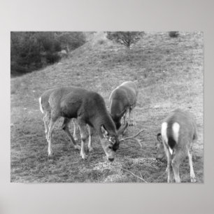 Group of Deer at Hot Springs Photograph Poster