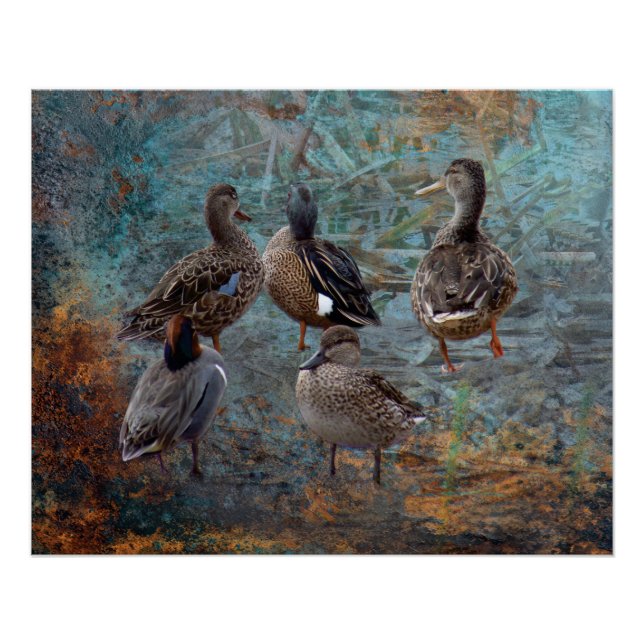 group of ducks poster (Devant)