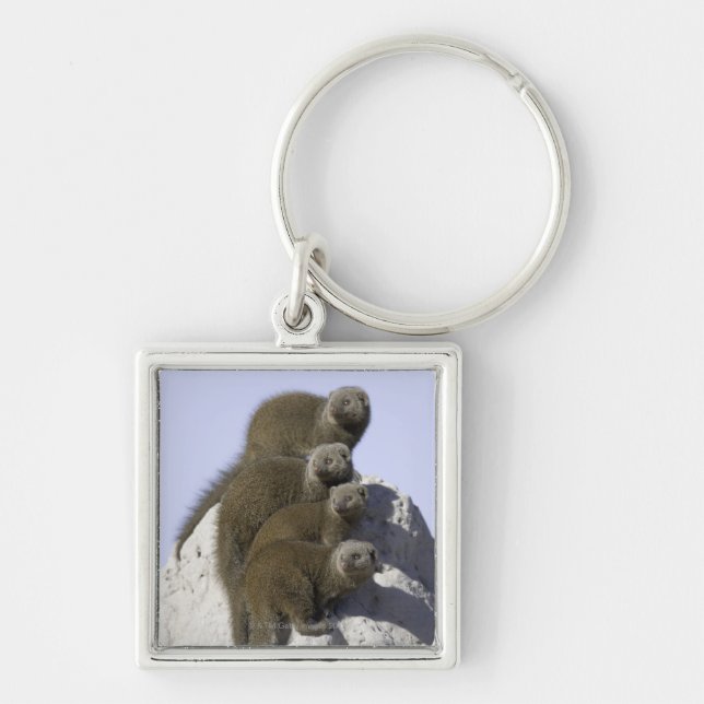 Group of Dwarf Mongoose on a Termite Mound in Keychain (Front)