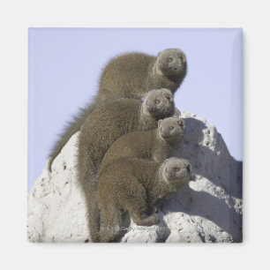 Group of Dwarf Mongoose on a Termite Mound in Magnet