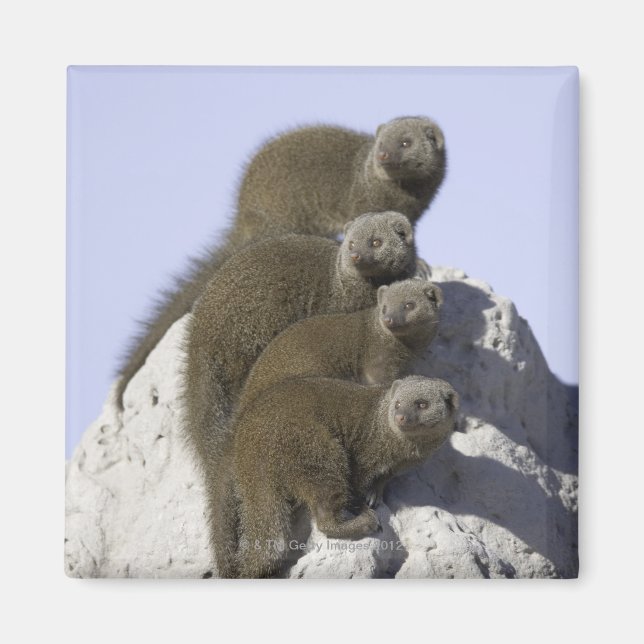 Group of Dwarf Mongoose on a Termite Mound in Magnet (Front)
