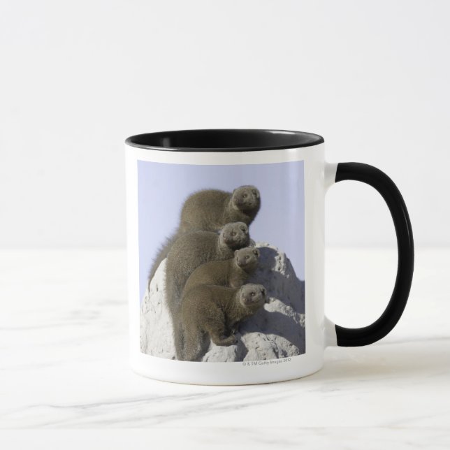 Group of Dwarf Mongoose on a Termite Mound in Mug (Right)