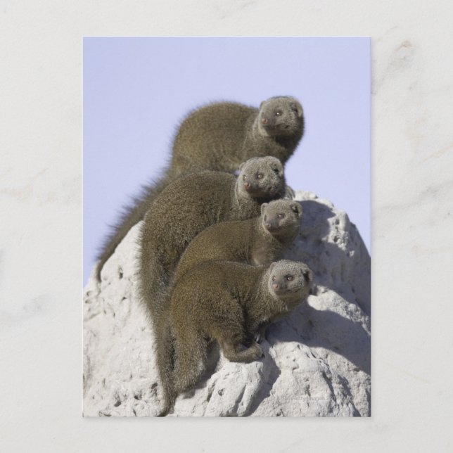 Group of Dwarf Mongoose on a Termite Mound in Postcard (Front)