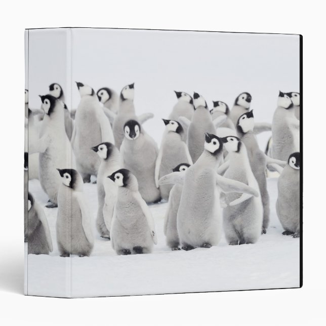 Group of Emperor penguins (Aptenodytes forsteri) Binder (Front/Spine)
