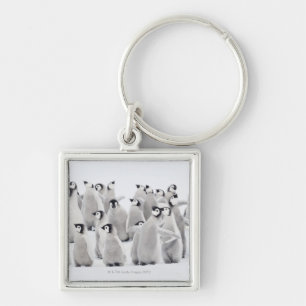 Group of Emperor penguins (Aptenodytes forsteri) Keychain