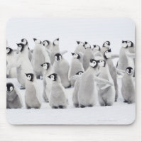 Group of Emperor penguins (Aptenodytes forsteri)