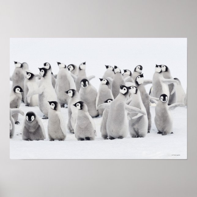 Group of Emperor penguins (Aptenodytes forsteri) Poster (Front)