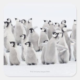 Group of Emperor penguins (Aptenodytes forsteri) Square Sticker