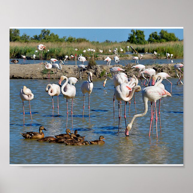Group of flamingos and ducks in Camargue  Poster (Front)