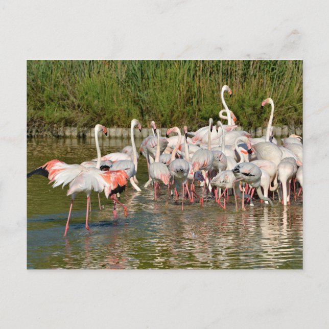 Group of flamingos in Camargue Holiday Postcard (Front)