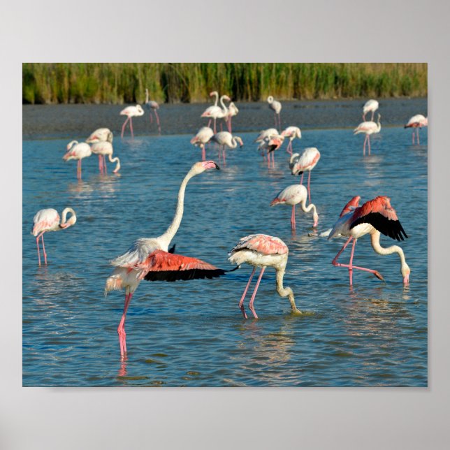 Group of flamingos in Camargue Holiday Postcard Poster (Front)