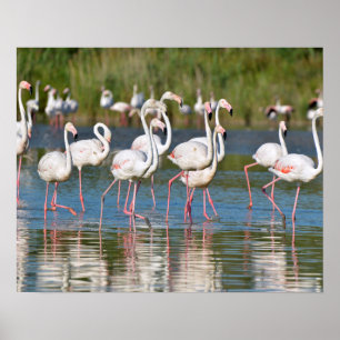 Group of flamingos (Phoenicopterus ruber) in water Poster