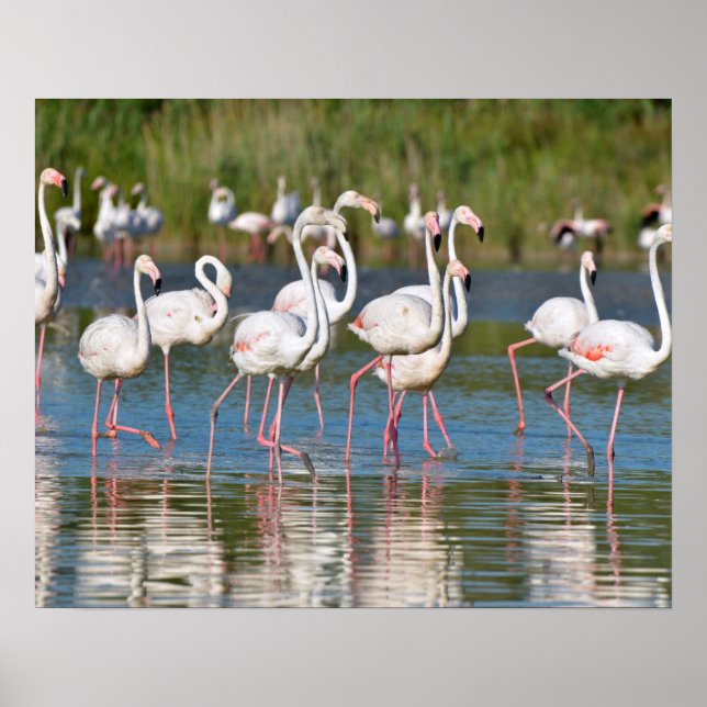 Group of flamingos (Phoenicopterus ruber) in water Poster (Front)