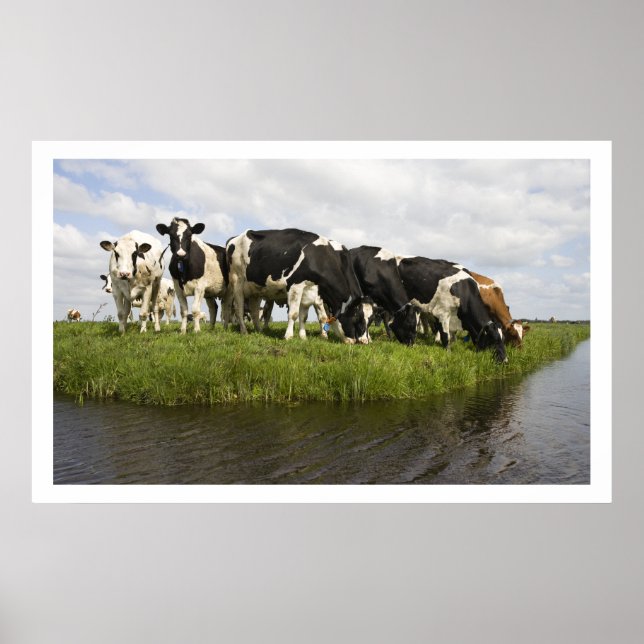 Group of Friesian cows Poster (Front)