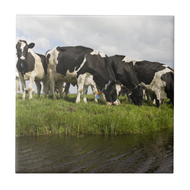 Group of Friesian cows Tile (Front)