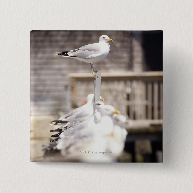 group of Herring Gulls (Larus argentatus) on a 2 Inch Square Button (Front)