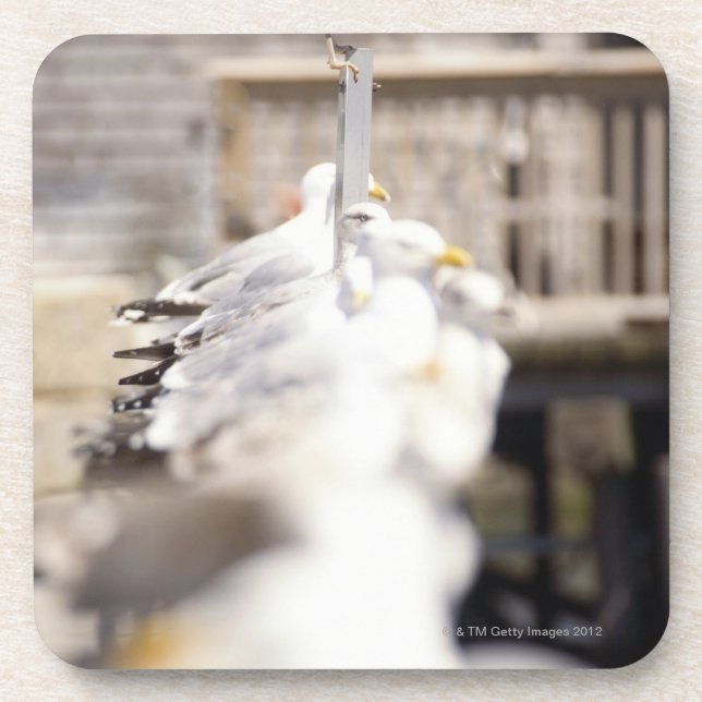 group of Herring Gulls (Larus argentatus) on a Coaster (Front)