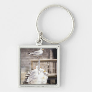group of Herring Gulls (Larus argentatus) on a Keychain