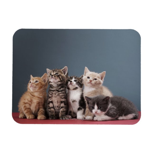 Group of Kittens Magnet (Horizontal)