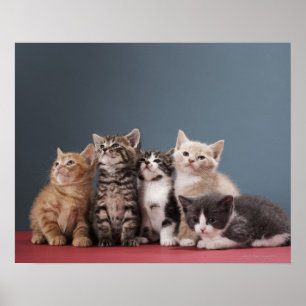 Group of Kittens Poster