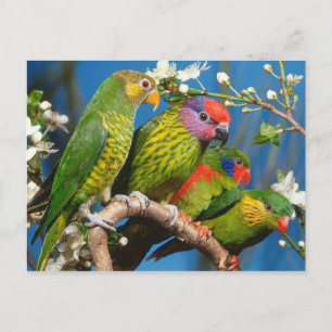 Group of Lories Postcard