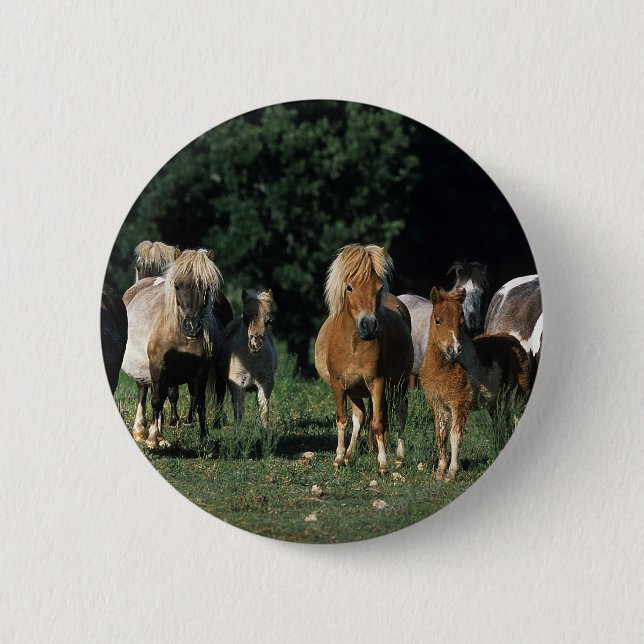 Group of Miniature Foals 2 Inch Round Button (Front)