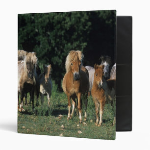 Group of Miniature Foals Binder