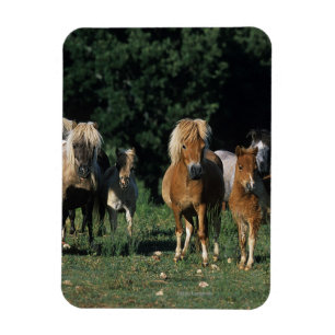 Group of Miniature Foals Magnet